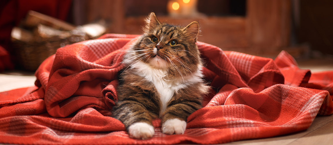 Best-Cat-Blankets