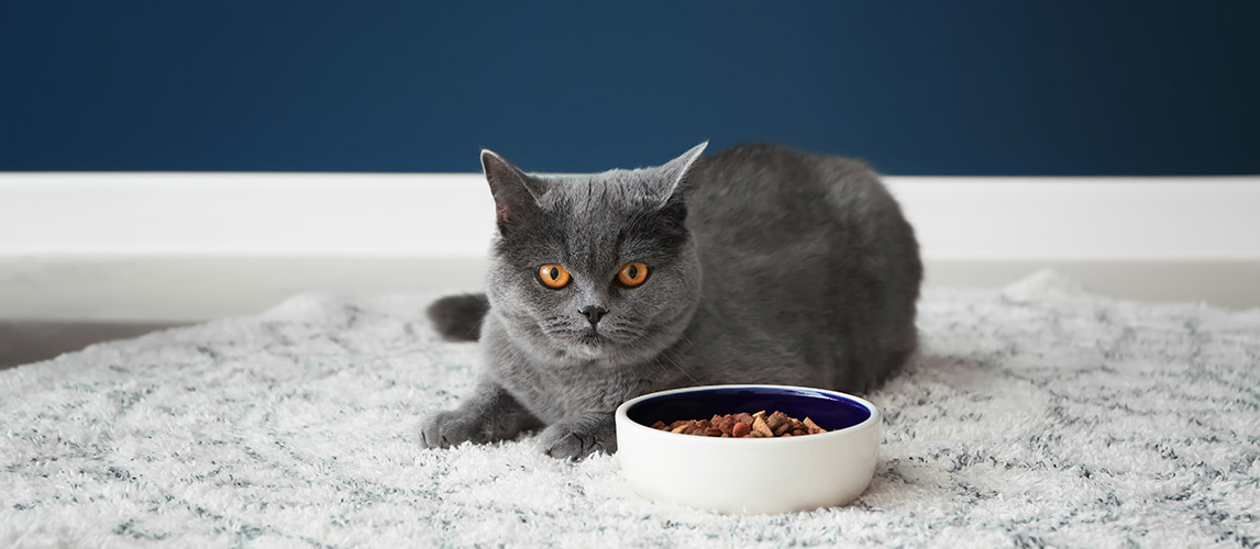 Best High Protein Cat Food