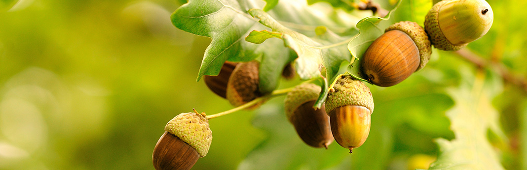 Can Dogs Eat Acorns?