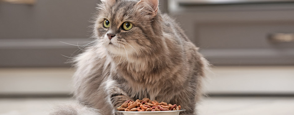 Cute cat near bowl with food at home