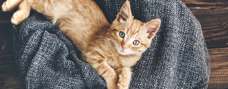 Cute little ginger kitten is resting in soft blanket on wooden floor and looking at camera