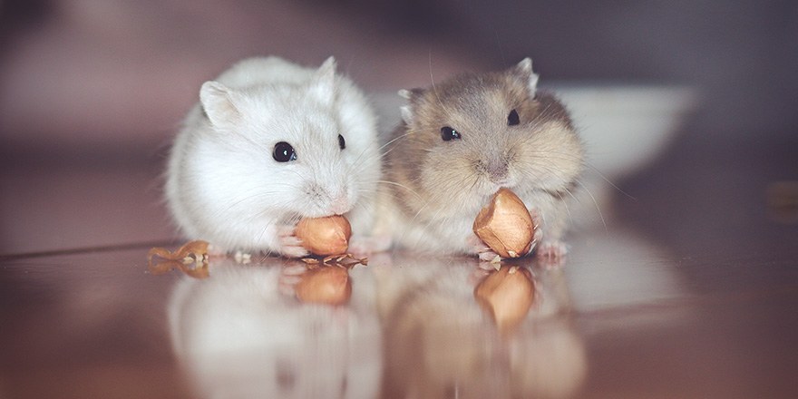 Cute little lovely Russian dwarf hamster couple very in love eating peanuts very happy and delighted with a warm tone.