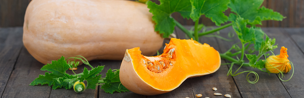 Doggie Diet Deep Dive: Can Dogs Eat Squash?