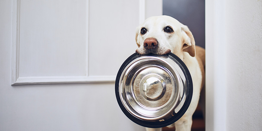 Hungry dog with sad eyes is waiting for feeding. 