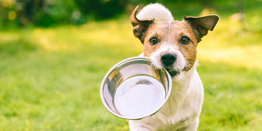 Hungry or thirsty dog fetches metal bowl to get feed or water