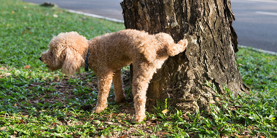 Male poodle urinating pee on tree trunk to mark territory in public park