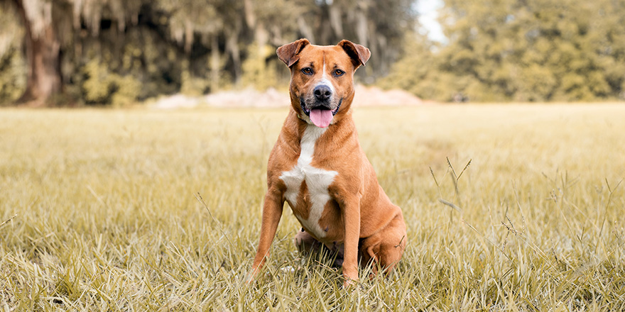 Pitbull mix dog enjoying a sunny day at the park