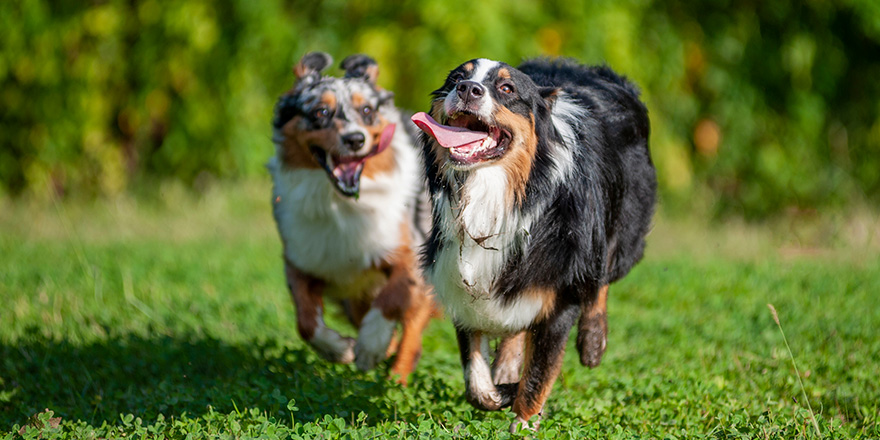Two australian shepherd dogs are playing and running together outdoors. Happy dogs with tongue out