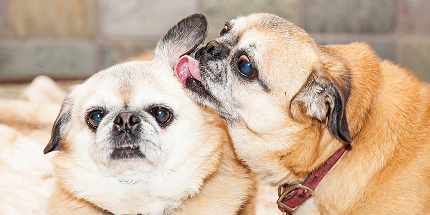 Two cute Pug and Pekingese mixed breed dogs laying together - one licking the ears of the other