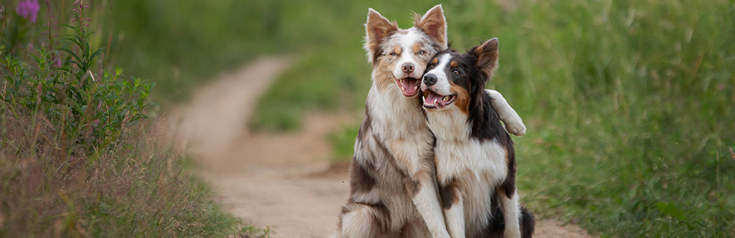 Why Do Dogs Lick Each Others Ears