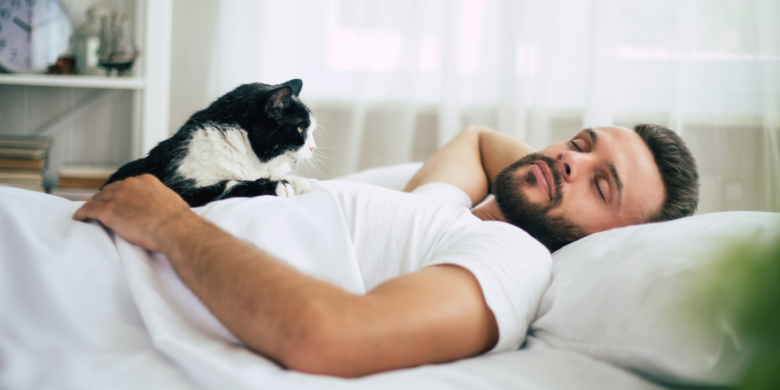 cat in owners bed