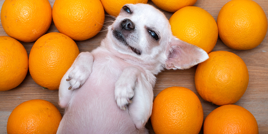 chihuahua with oranges