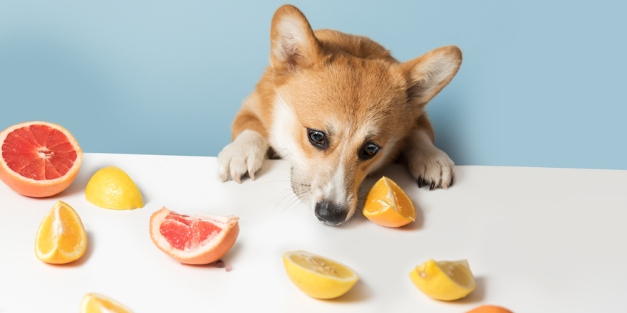 dog eating citrus