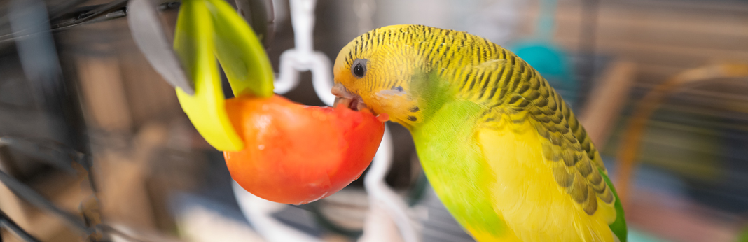 foods parakeets can eat