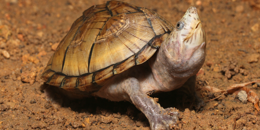 musk turtle