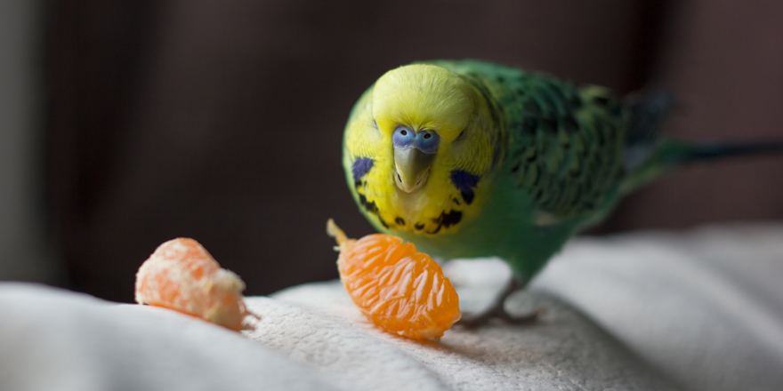 parakeet eating fruit