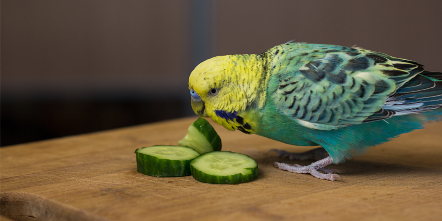 parakeet eating vegetables