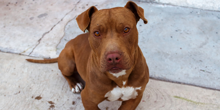 pitbull closeup