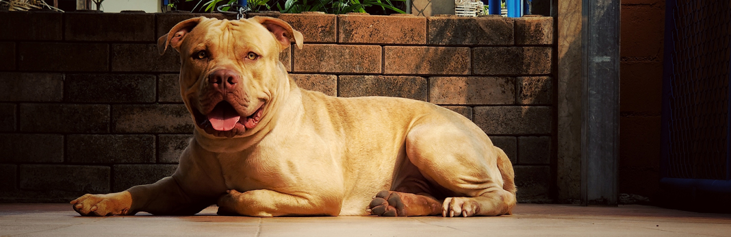 pitbull with a red nose