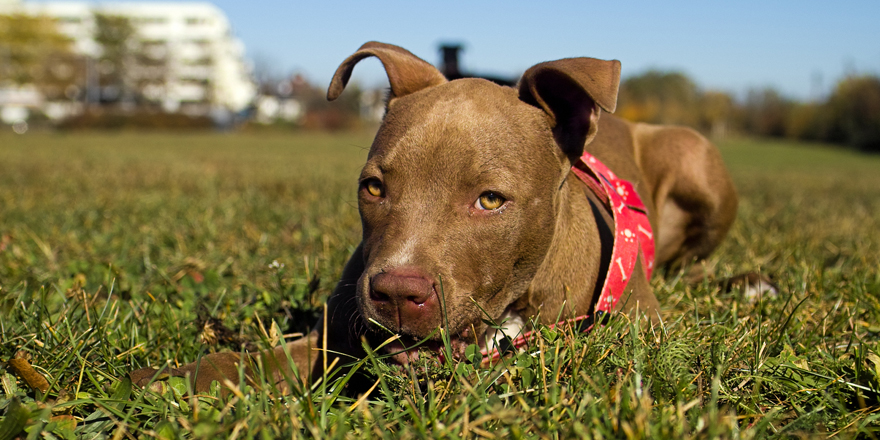 red nose pitbull puppy