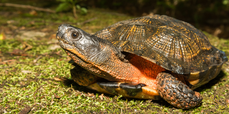 wood turtle