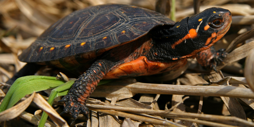 young spotted turtle