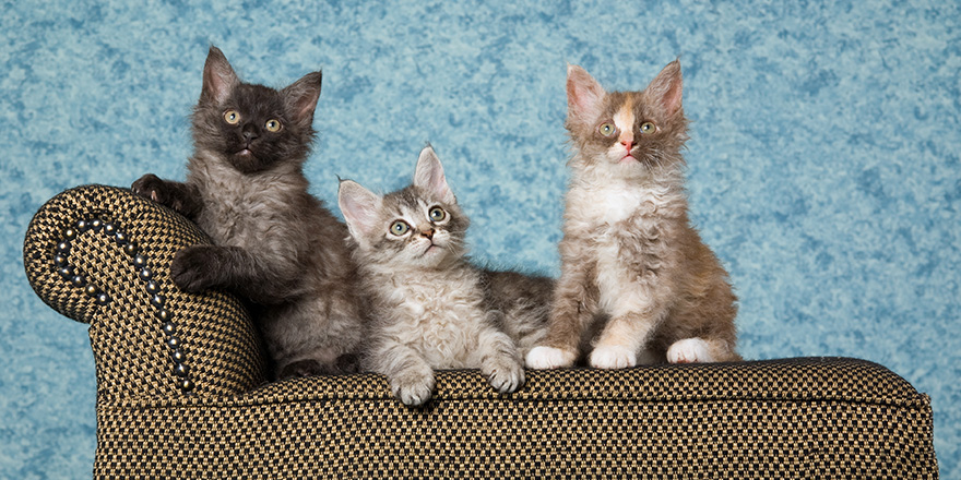 3 LaPerm kittens on miniature couch sofa