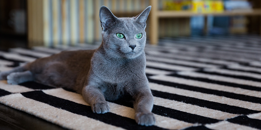 A beautiful blue-gray kitten with green eyes.