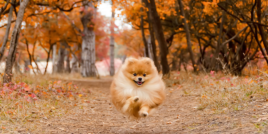 A beautiful dog runs through the bright autumn forest, the Spitz. 