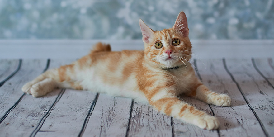 A photo of funny red american bobtail cats three monthes old on blured background