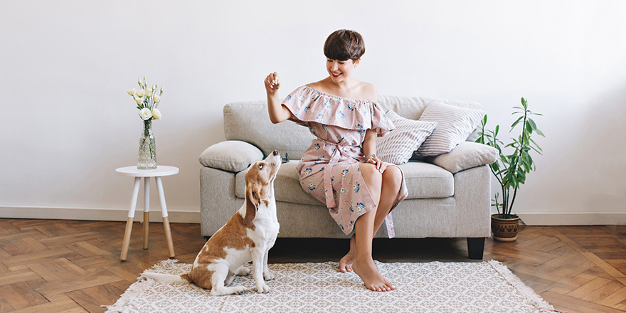Attractive smiling girl wears retro dress posing in room decorated with vase and plant. Indoor portrait of amazing woman playing with beagle dog while it waits for food.