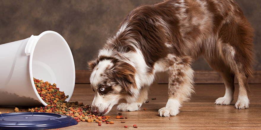 Australian husky eating from a spilled trash can full of dog food. Room for your text.
