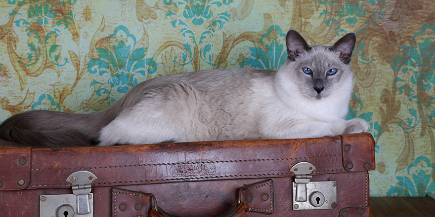 Balinese Cat