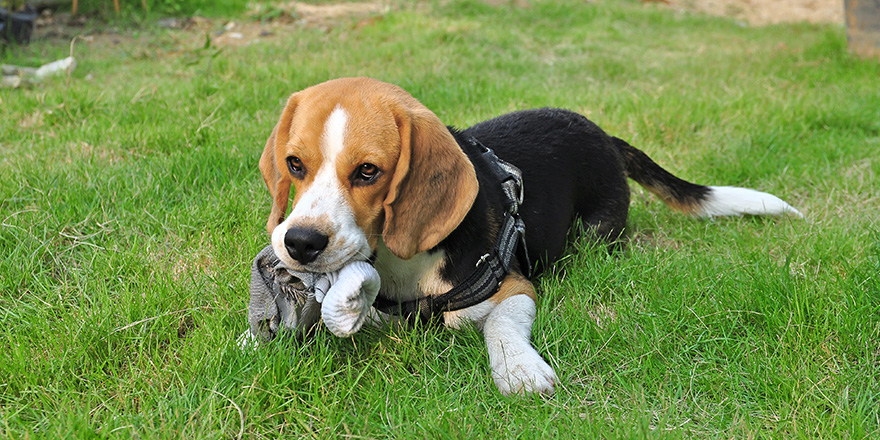 Beagle puppy bite socks on the outdoor lawn.