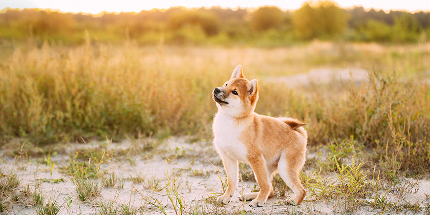 Beautiful Young Red Shiba Inu Puppy Dog Standing Outdoor In Meadow During Sunset.