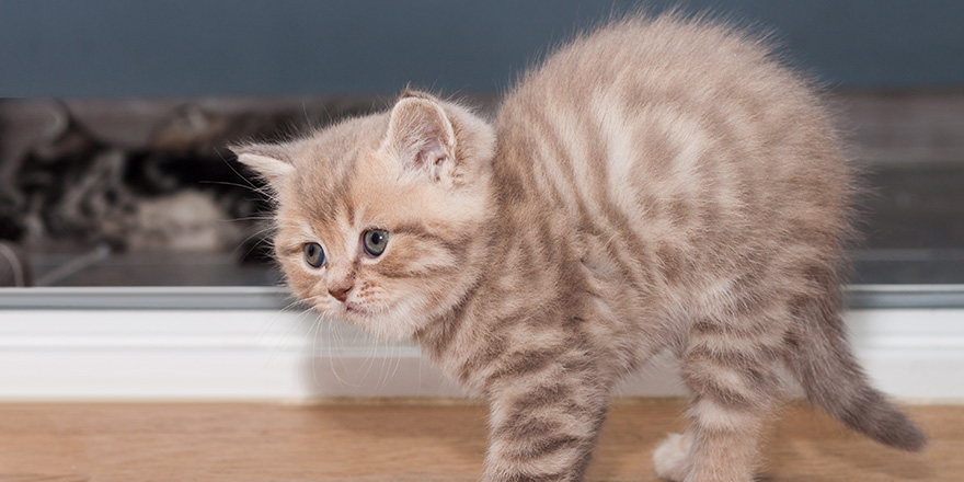 Beige striped Scottish Straight kitten arched its back