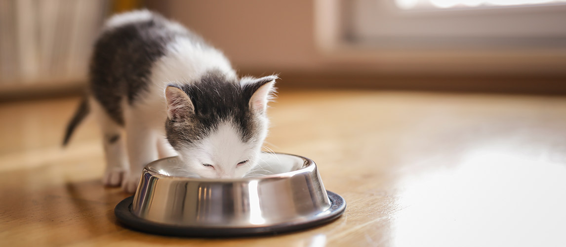 Best-Cat-Food-for-Diabetic-Cats