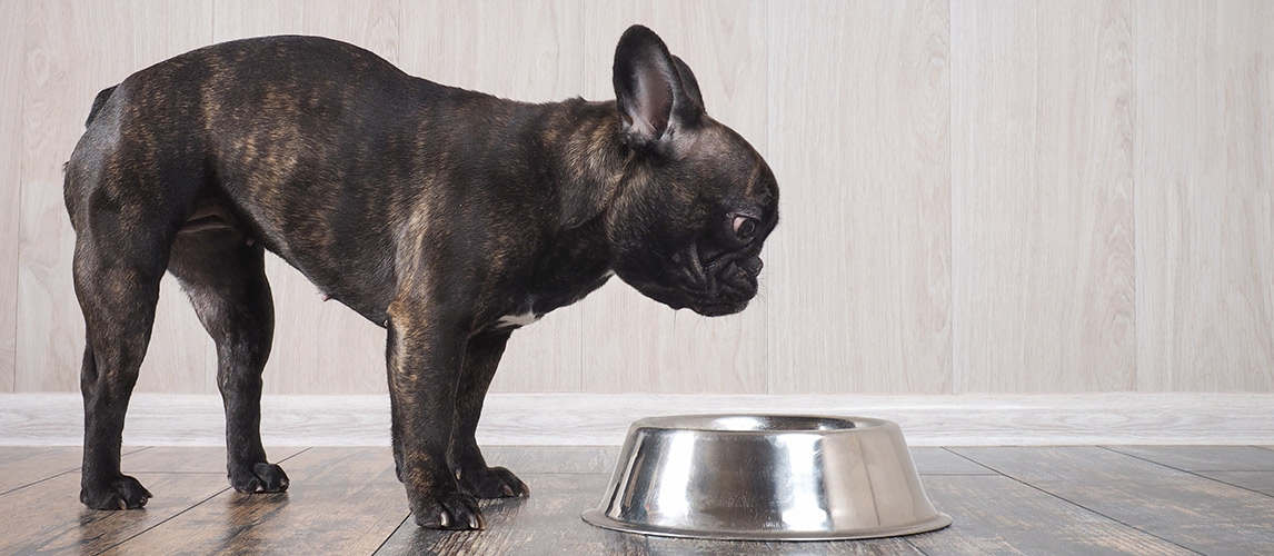 Best-Dog-Food-for-Acid-Reflux