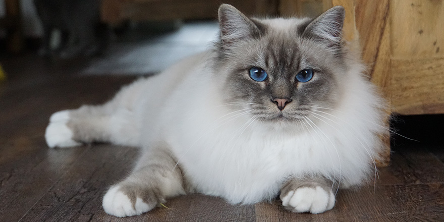 Birman cat kitten with beautiful blue eyes lying on the floor