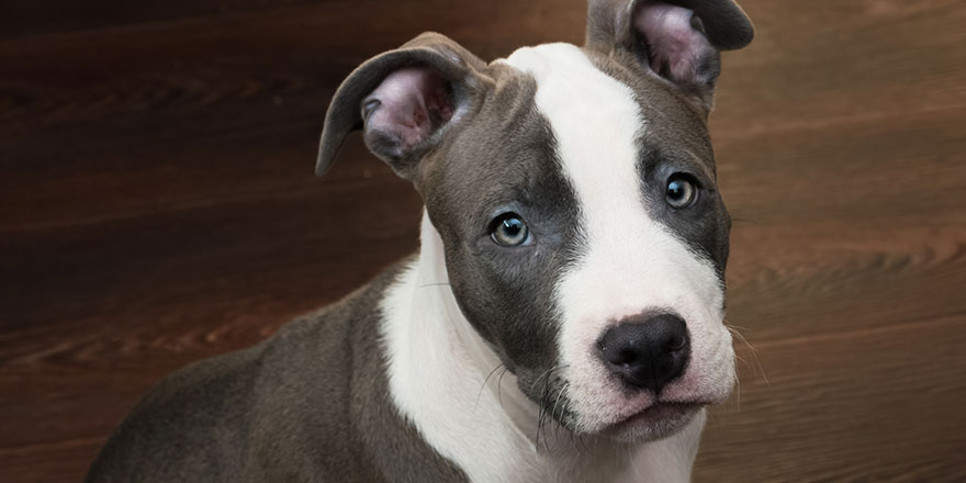 Blue nose pit bull puppy is sitting on a wooden floor.