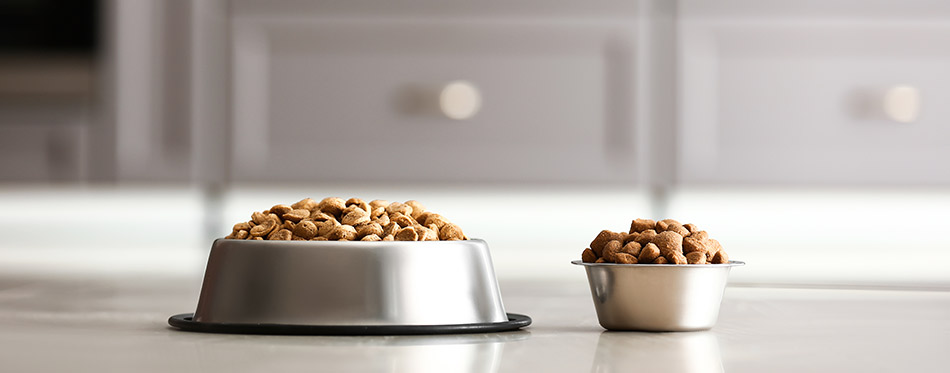 Bowls with dry pet food on floor