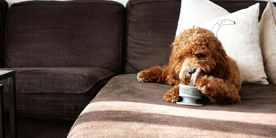 Brown poodle is having her treat time with Chewden on a sofa