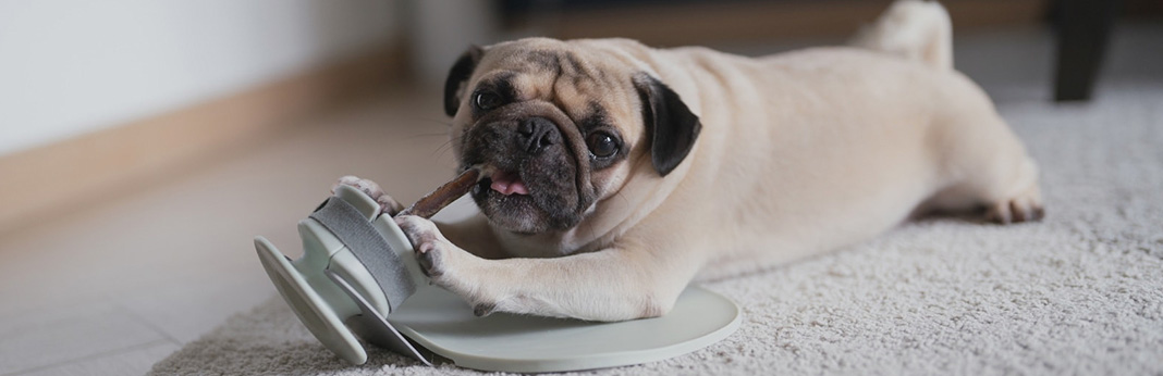 CHEWDEN-Dog-Treat-Holder