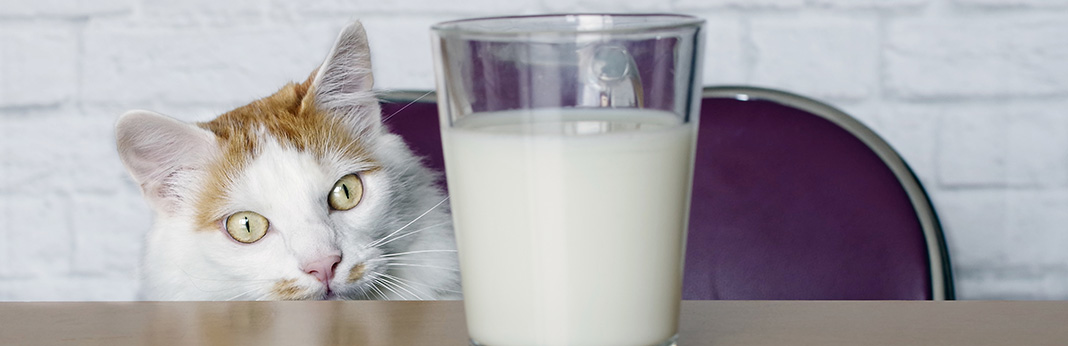 Can Cats Drink Almond Milk?