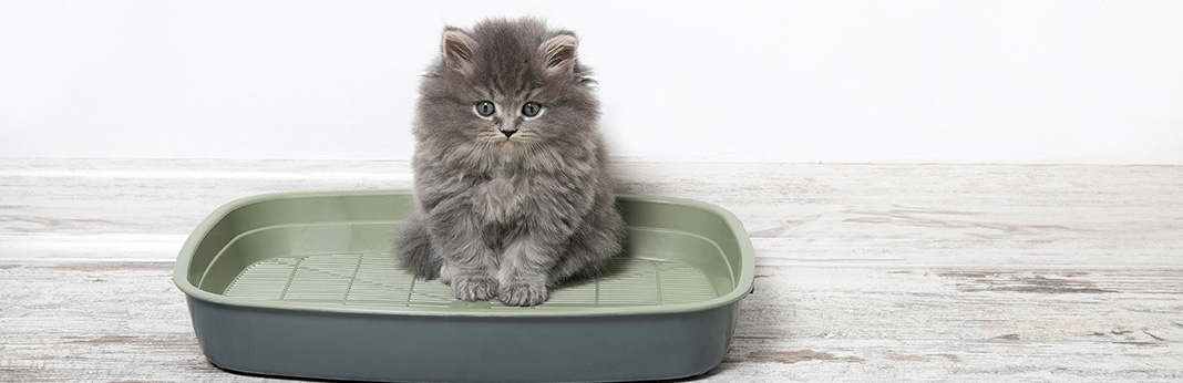 Can Cats Share a Litter Box?