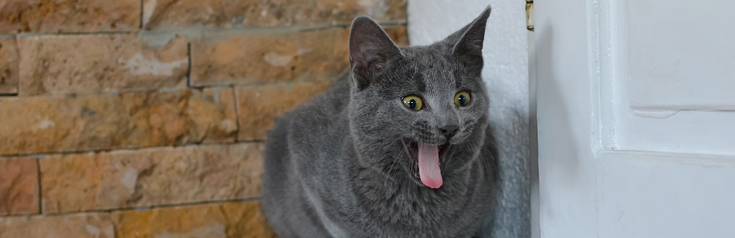 Cat Sticking Tongue Out