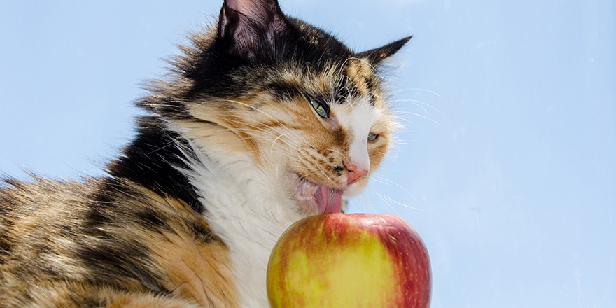 Cat and apple.