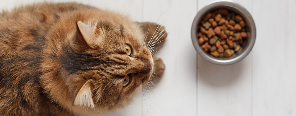 Cat eating from a bowl on white wooden planks