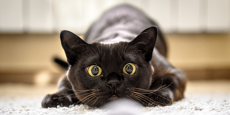 Cat hunting to mouse at home, Burmese cat face before attack close-up.