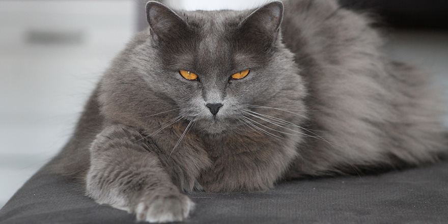 Chartreux, Chartusian cat in grey, portrait with a orange yellow eyes